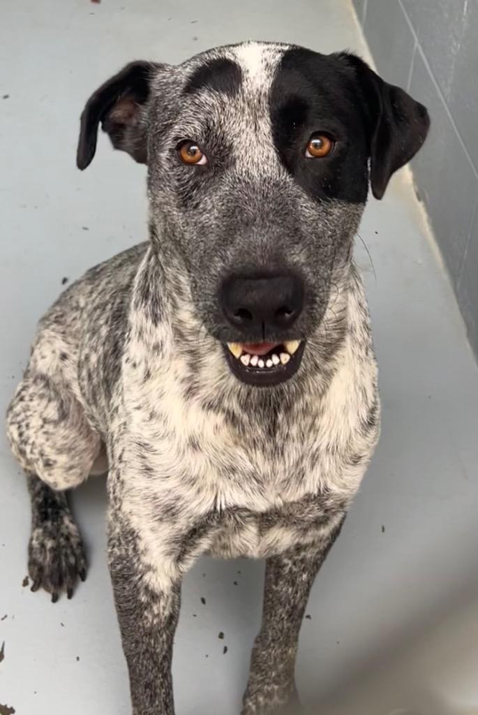 Judge, Adoptable, Adult Male Australian Cattle Dog / Blue Heeler.
