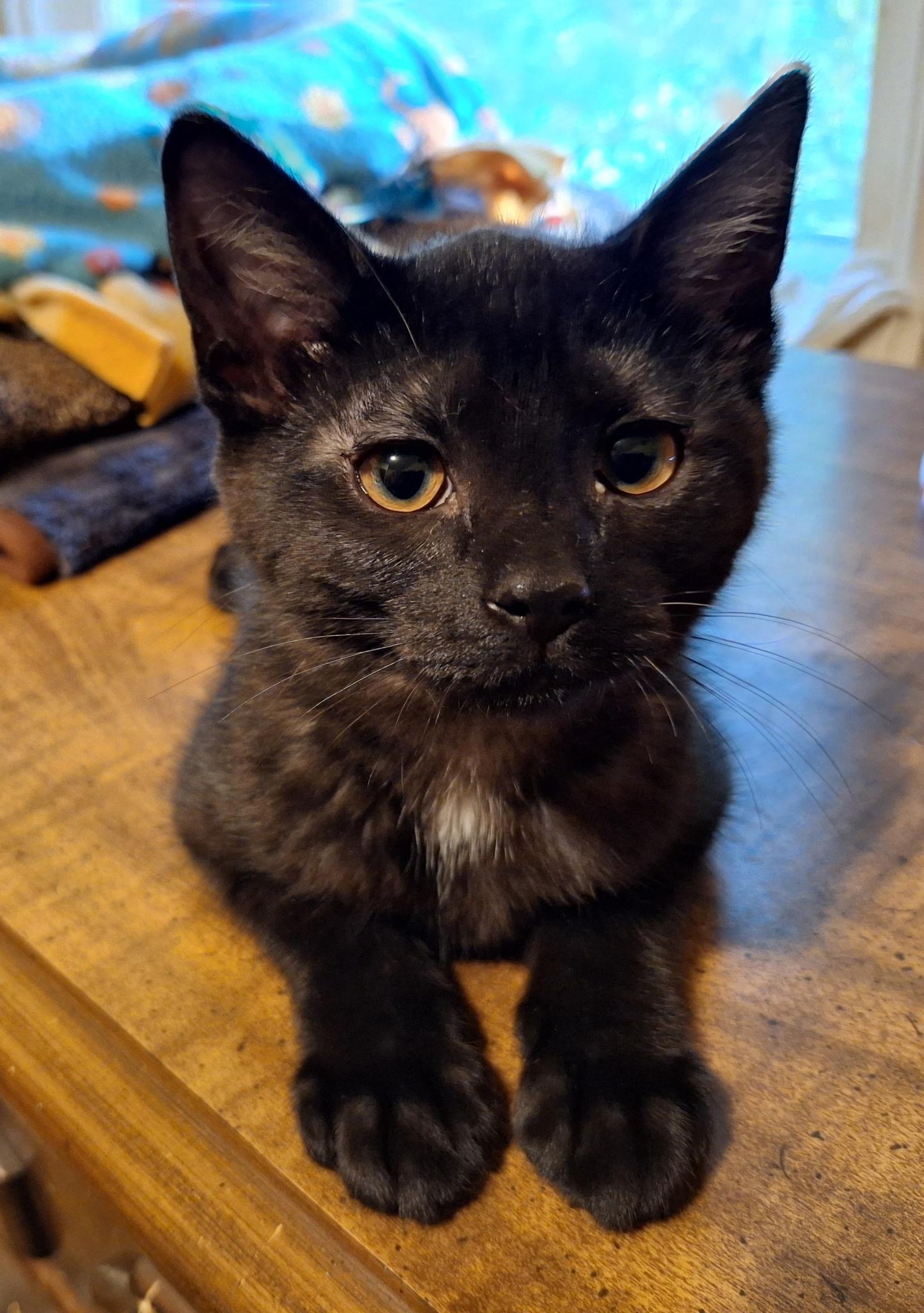 Sprinkles, Adoptable, Young Female Domestic Short Hair.