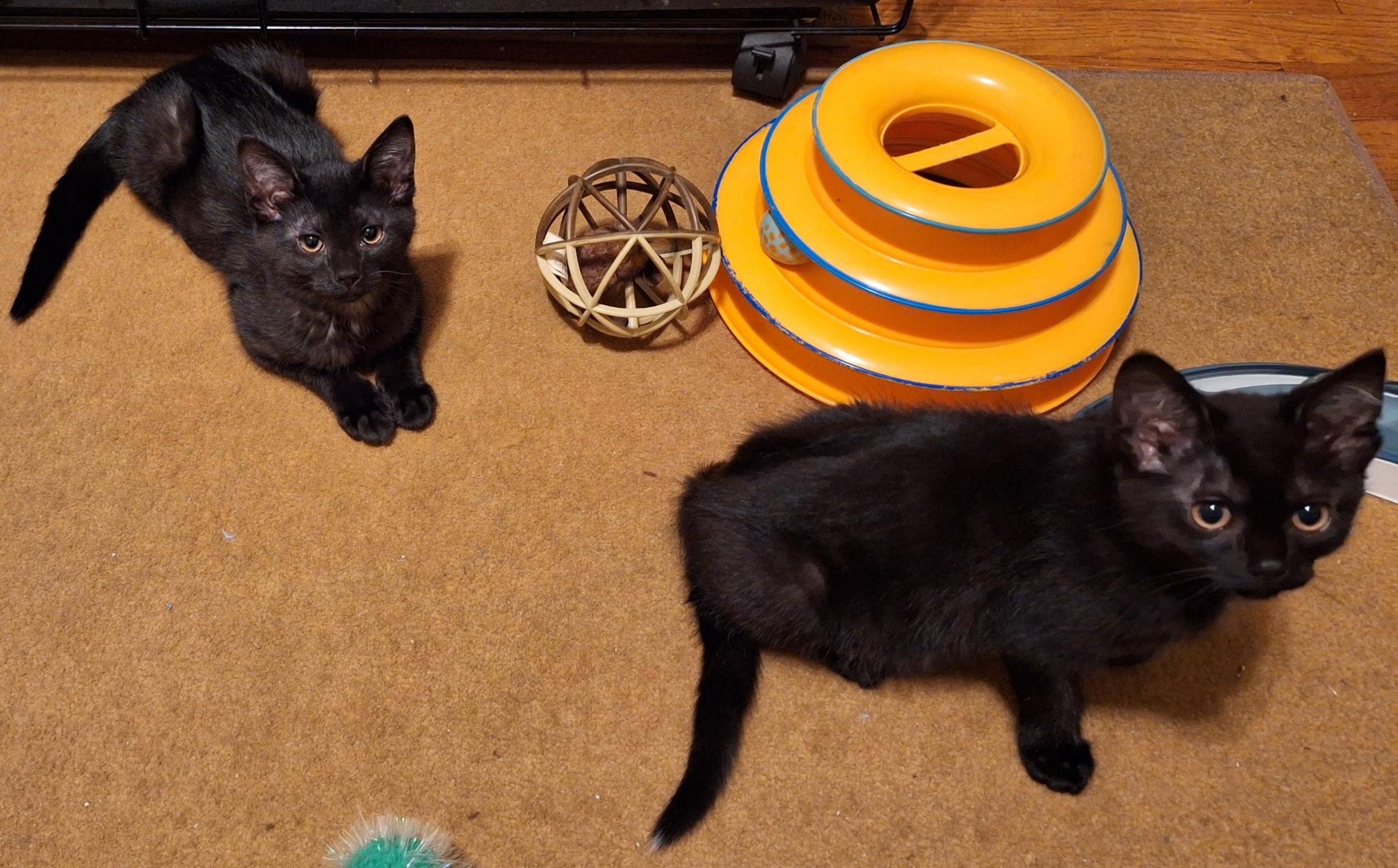 Enlarge Sprinkles, a Adoptable mixed breed in Kenosha , WI image 4/4