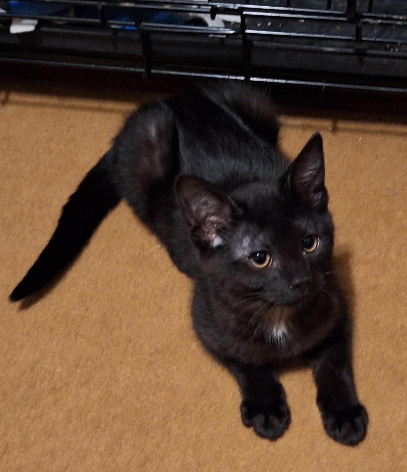 Enlarge Sprinkles, a Adoptable mixed breed in Kenosha , WI image 2/4