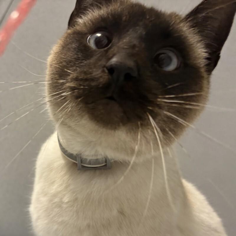 SAM 2-5-2026, Adoptable, Adult Female Siamese.