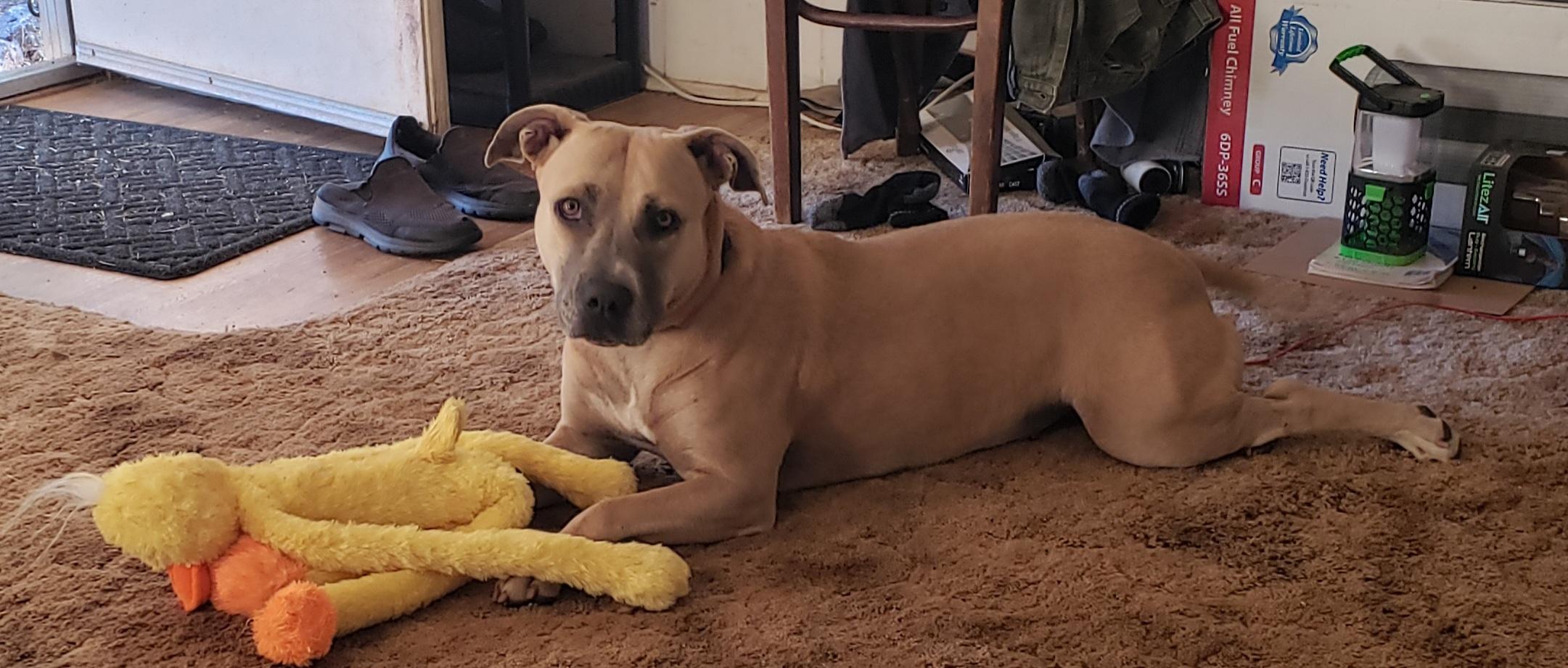 Sophie, a ADOPTABLE Pit Bull Terrier in Yuba City, CA image 2/3