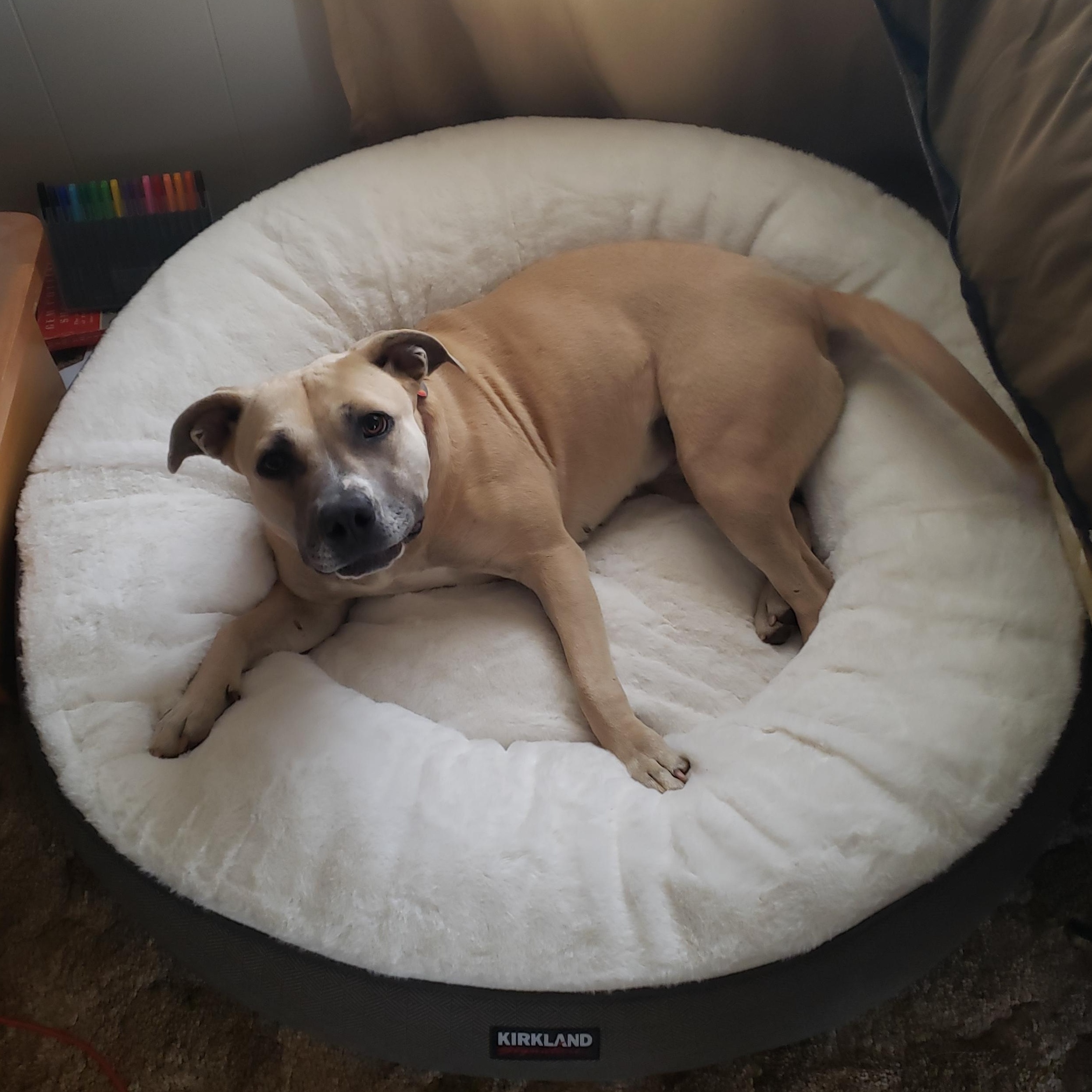 Sophie, ADOPTABLE, Adult Female Pit Bull Terrier.
