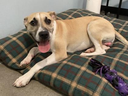 CJ (Underdog), a Adoptable Mixed Breed in New Orleans, LA image 2/2