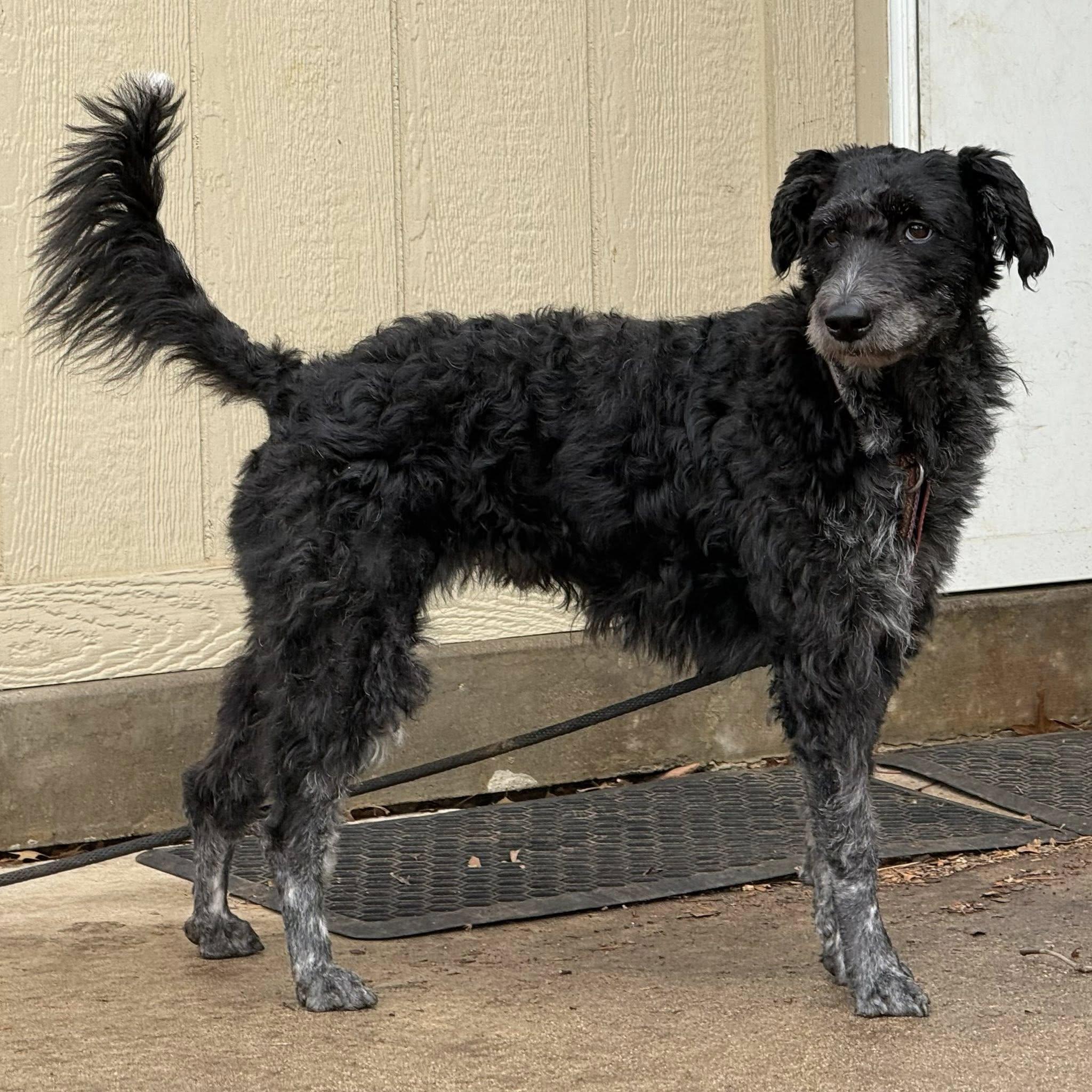Enlarge Munchkin, a ADOPTABLE mixed breed in Omaha, NE image 2/4