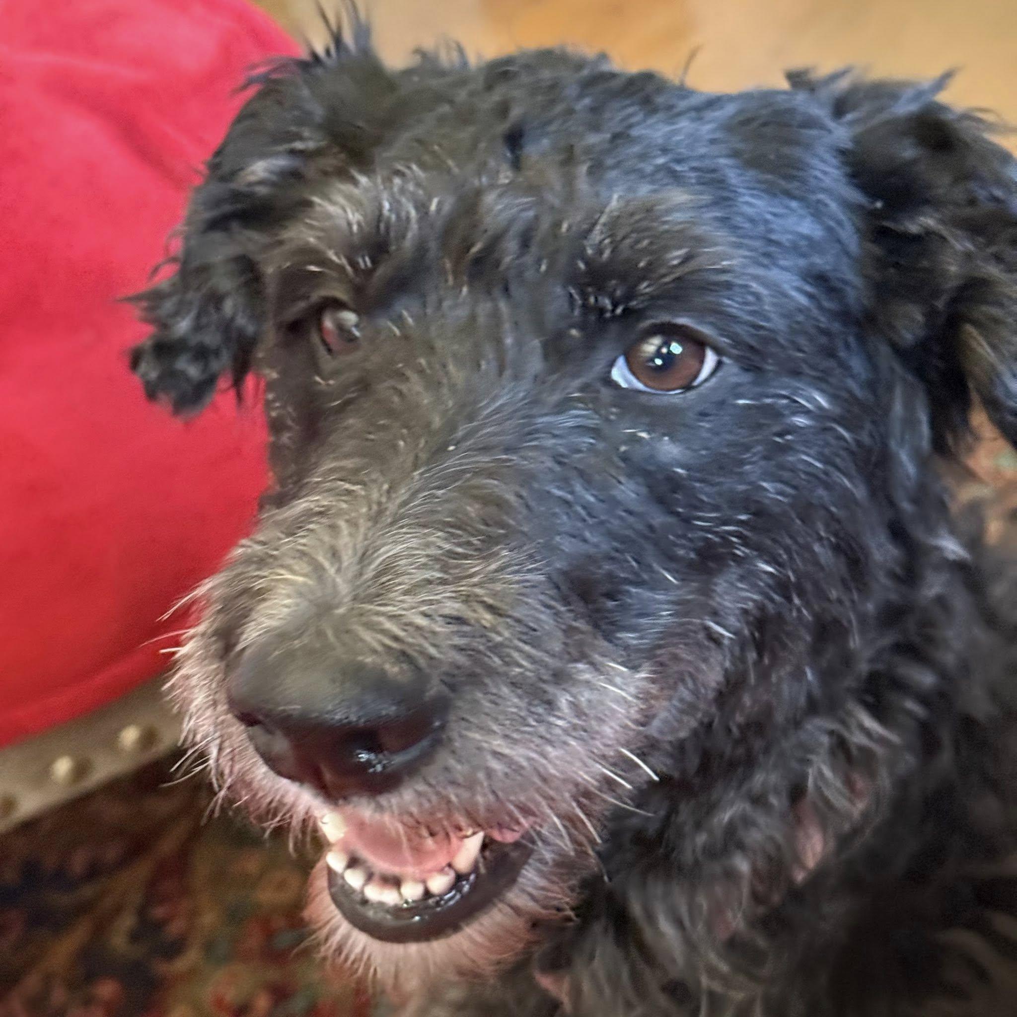 Enlarge Munchkin, a ADOPTABLE mixed breed in Omaha, NE image 1/4