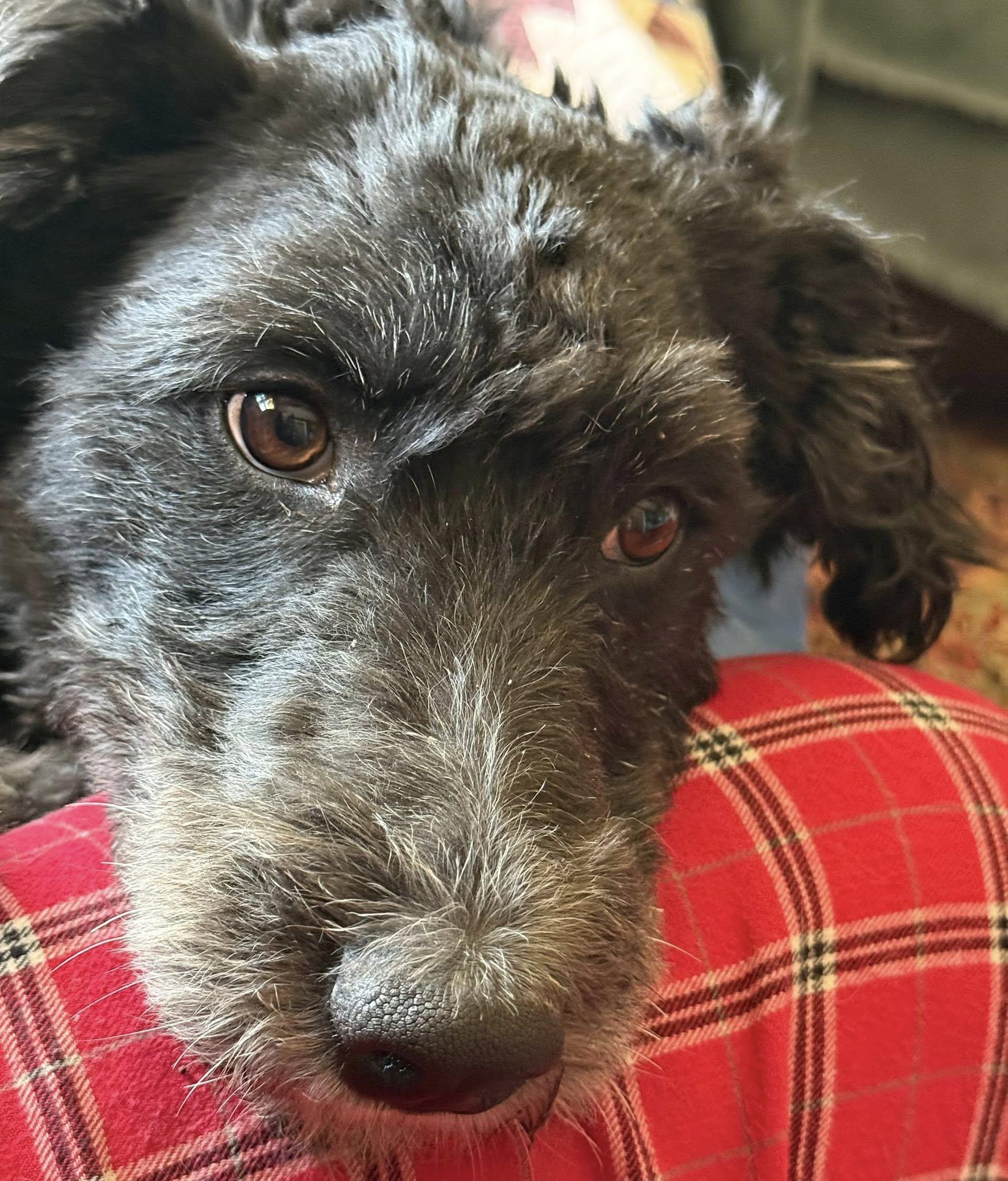 Enlarge Munchkin, a ADOPTABLE mixed breed in Omaha, NE image 4/4