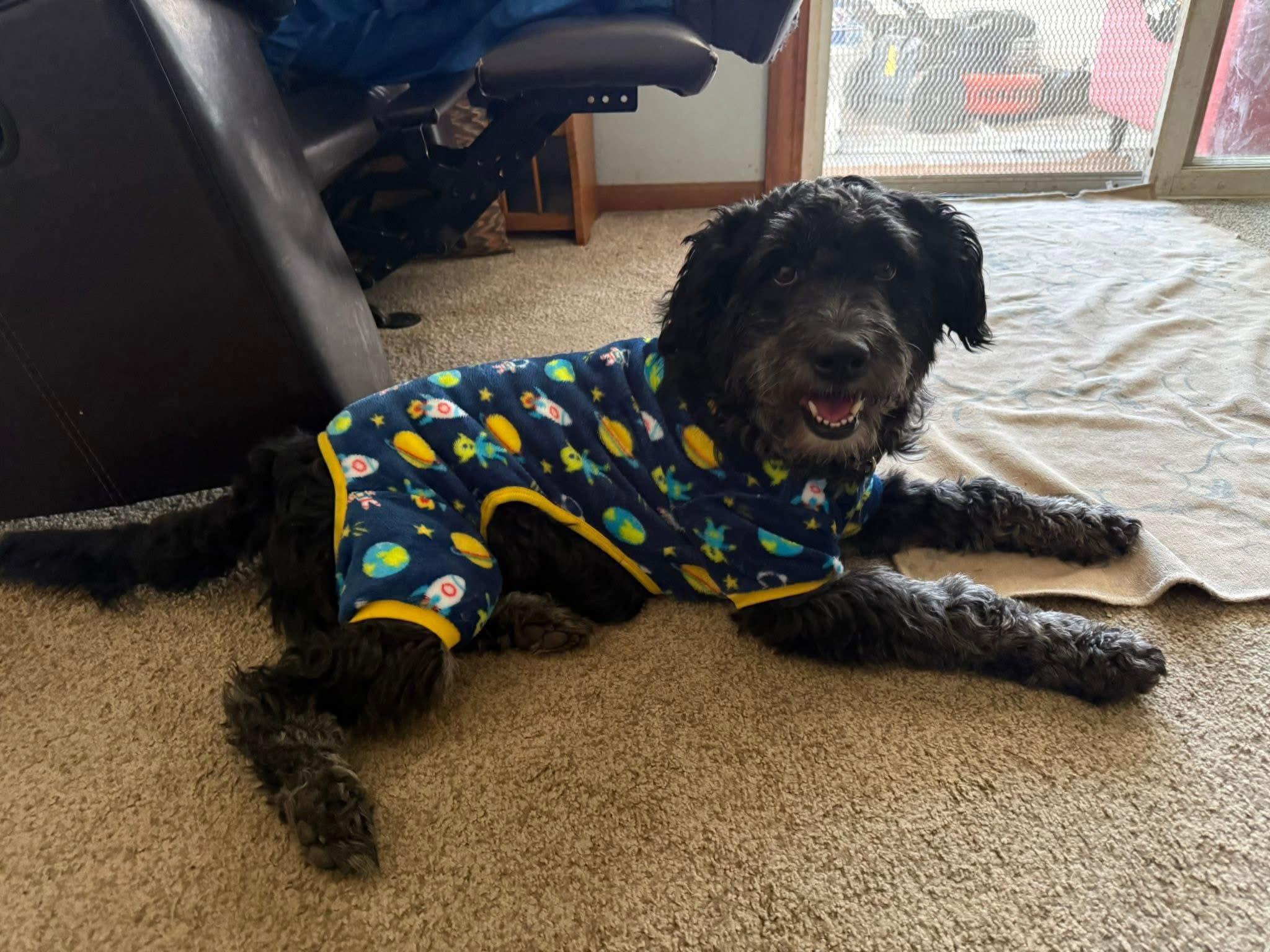 Enlarge Munchkin, a ADOPTABLE mixed breed in Omaha, NE image 2/5