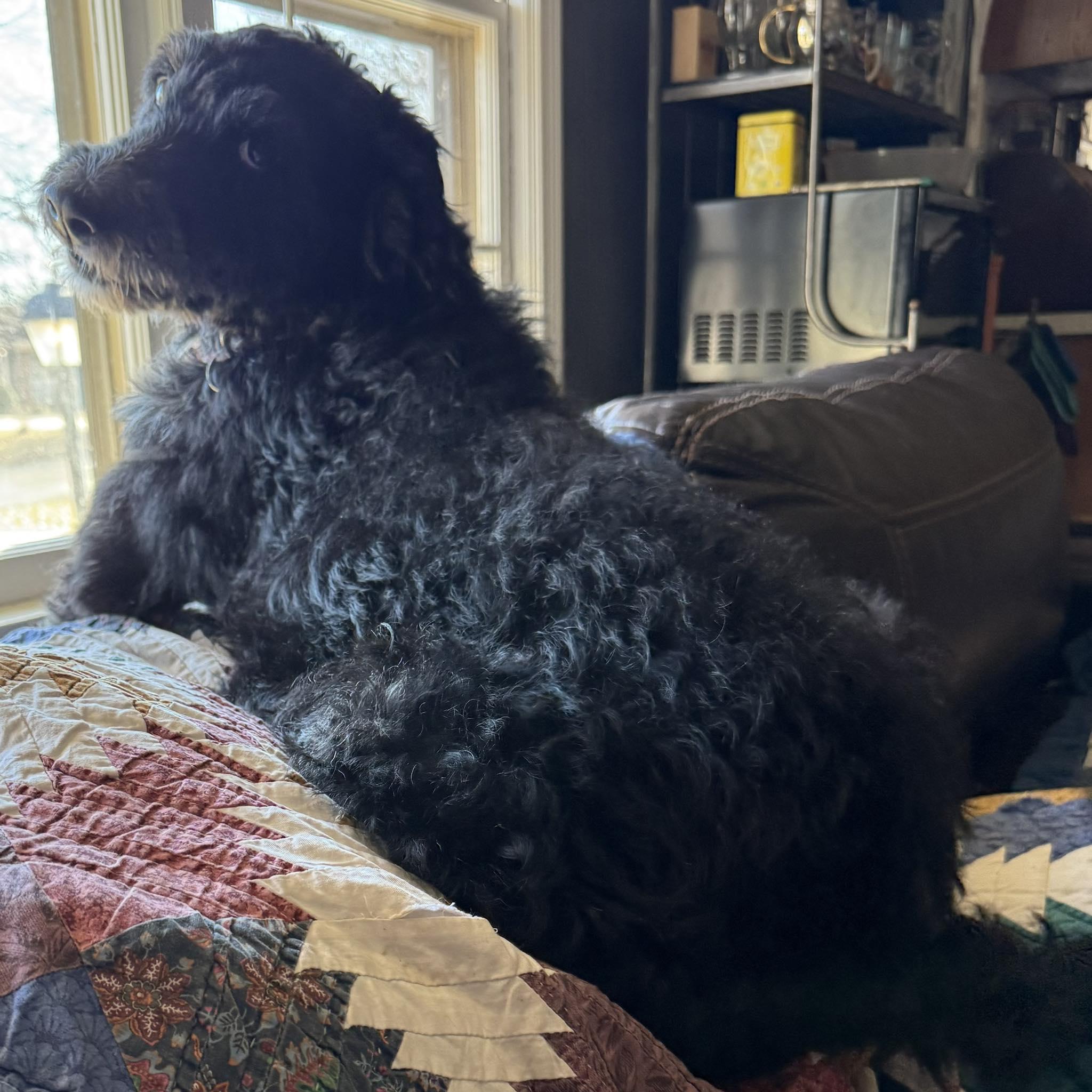 Enlarge Munchkin, a ADOPTABLE mixed breed in Omaha, NE image 3/4