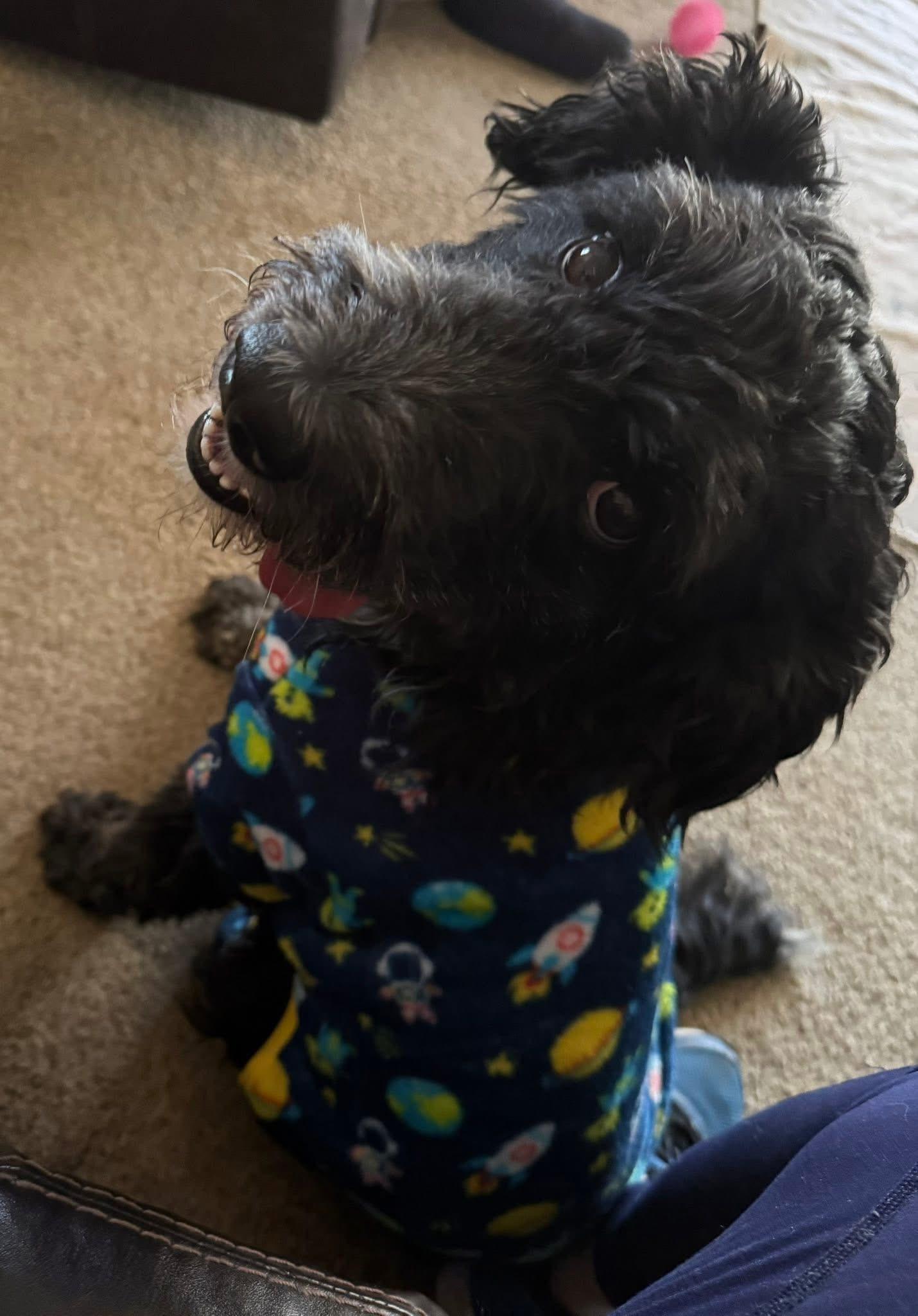 Munchkin, ADOPTABLE, Adult Female Mixed Breed.