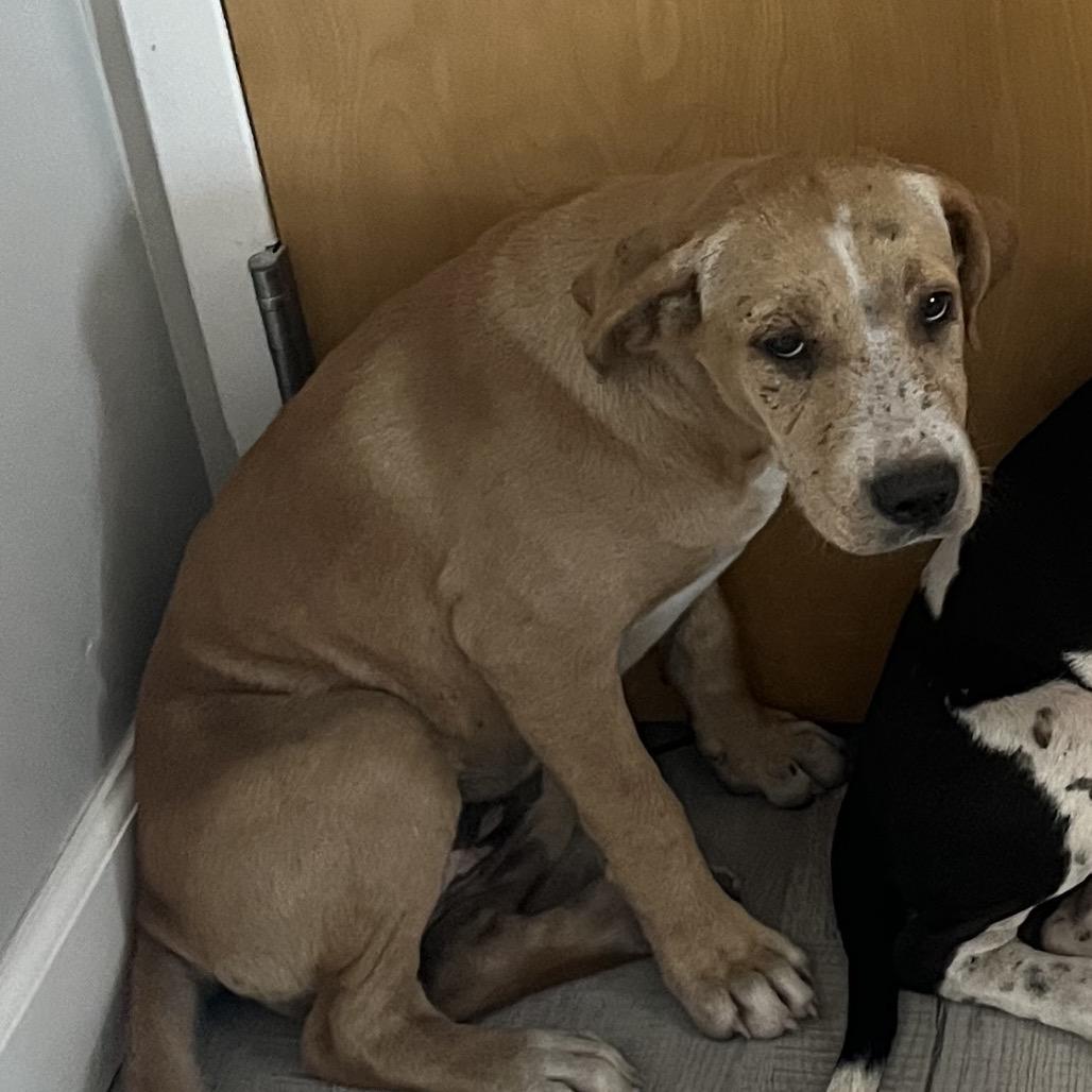Ruby, Adoptable, Puppy Female Labrador Retriever & Catahoula Leopard Dog.
