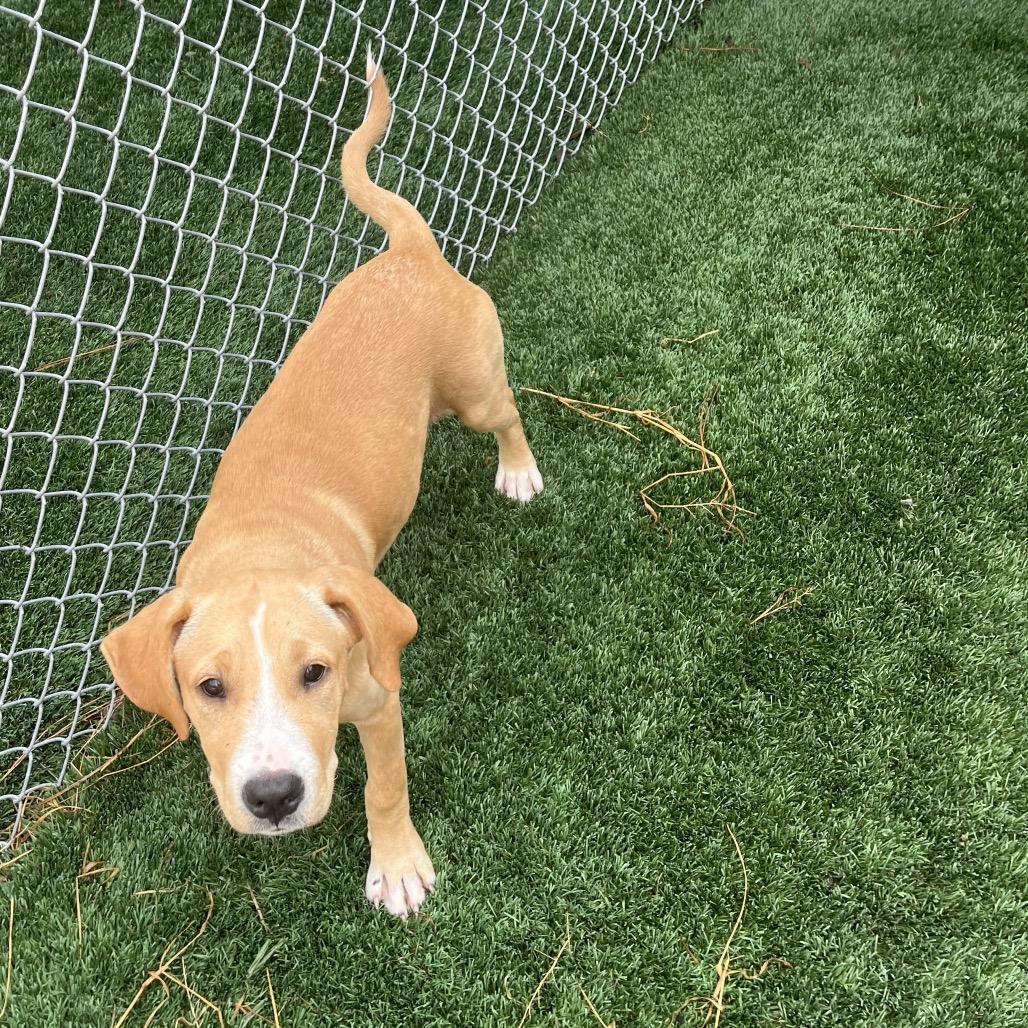 Ruby, a Adoptable mixed breed in Richmond Hill, GA image 2/2