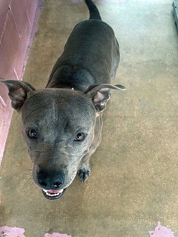 Bruno, Adult Male Pit Bull Terrier