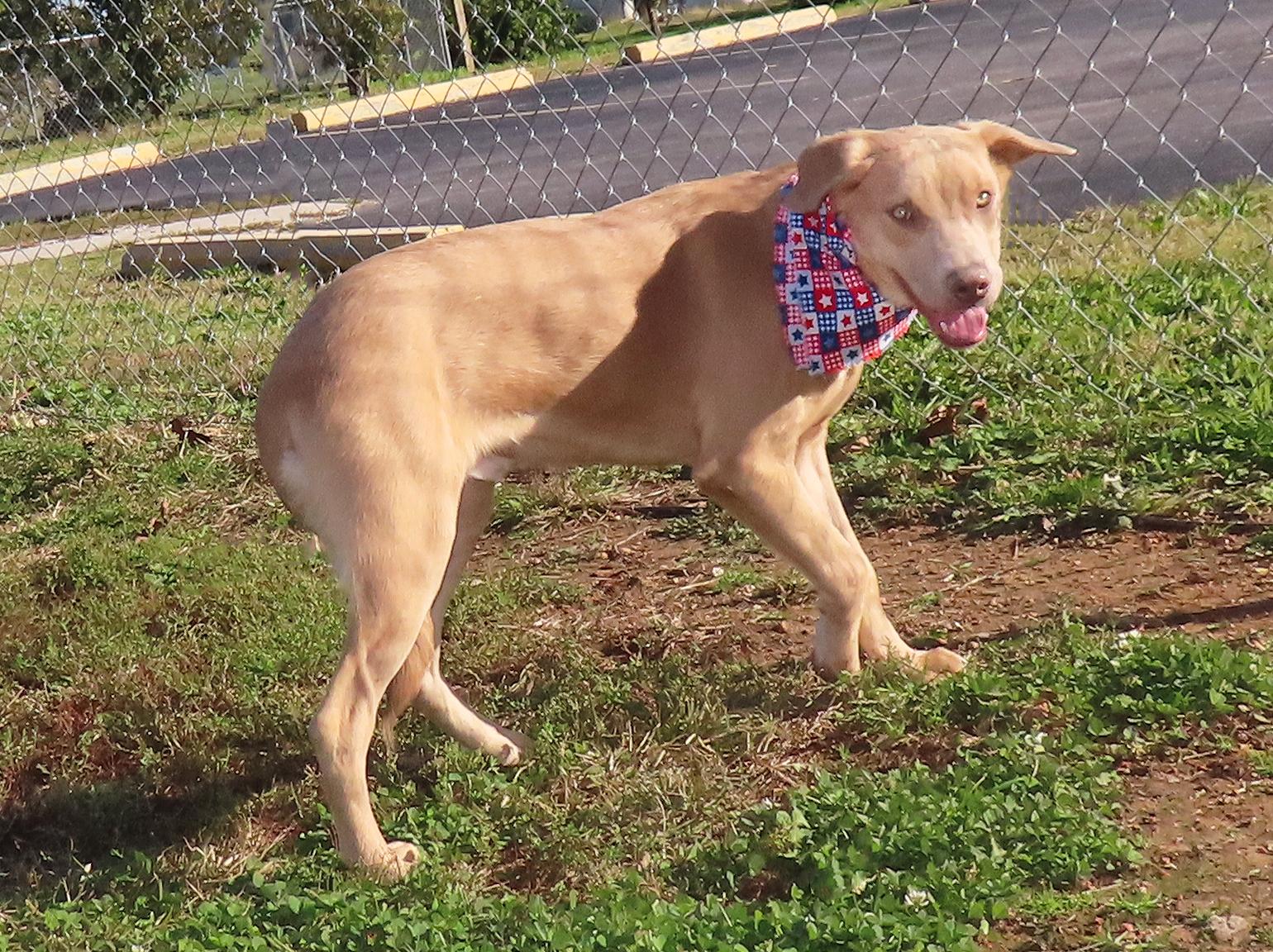 Forest 25C-279D, Adoptable, Young Male Vizsla & Weimaraner.