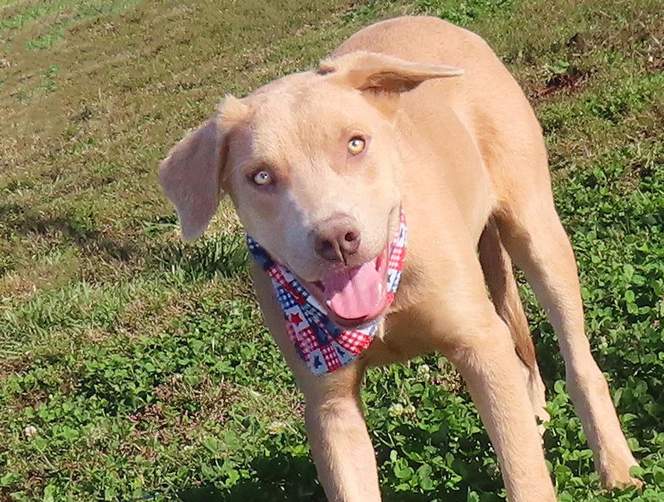 Forest  Cd thumbnail 2