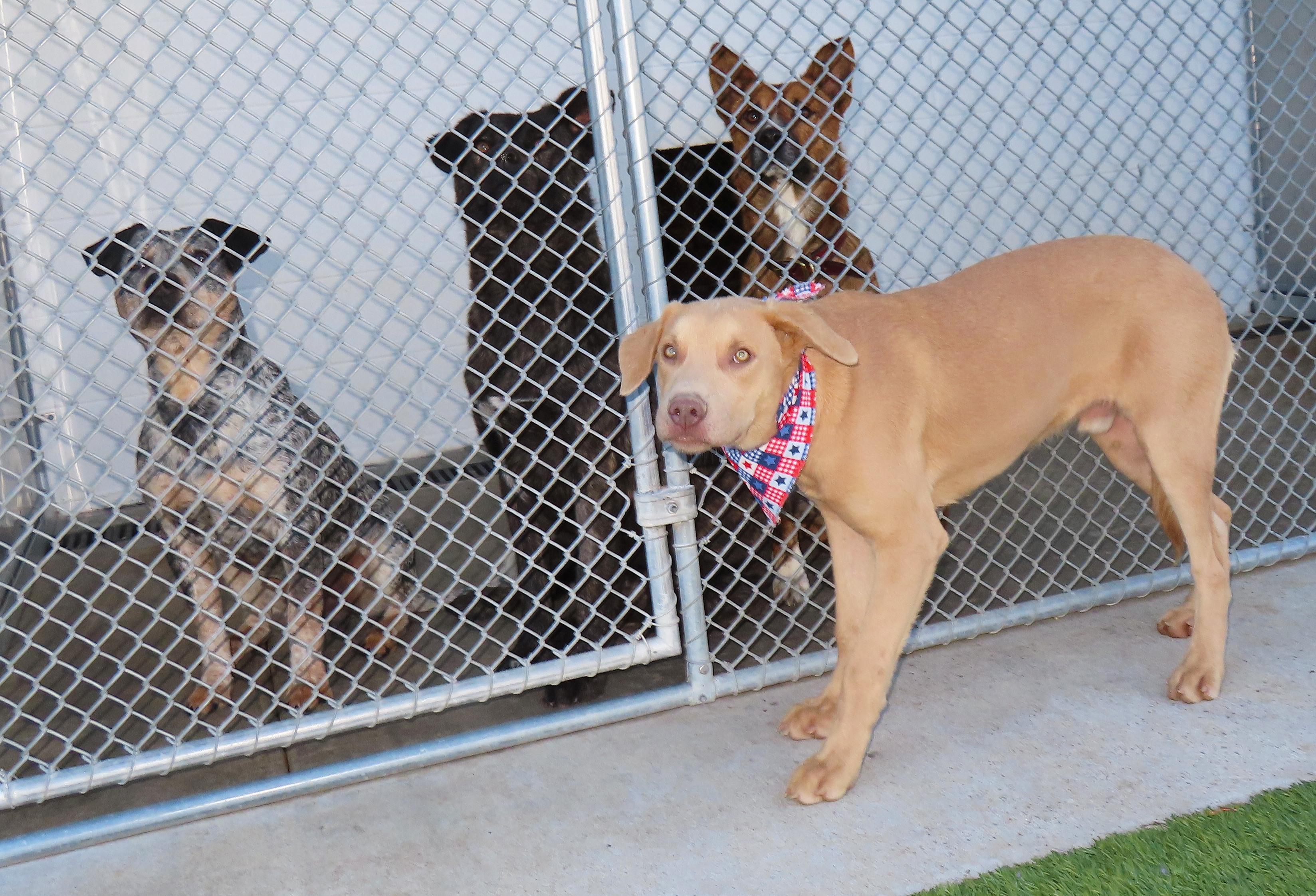 Forest  25C-279D, Adoptable, Young Male Vizsla & Weimaraner.