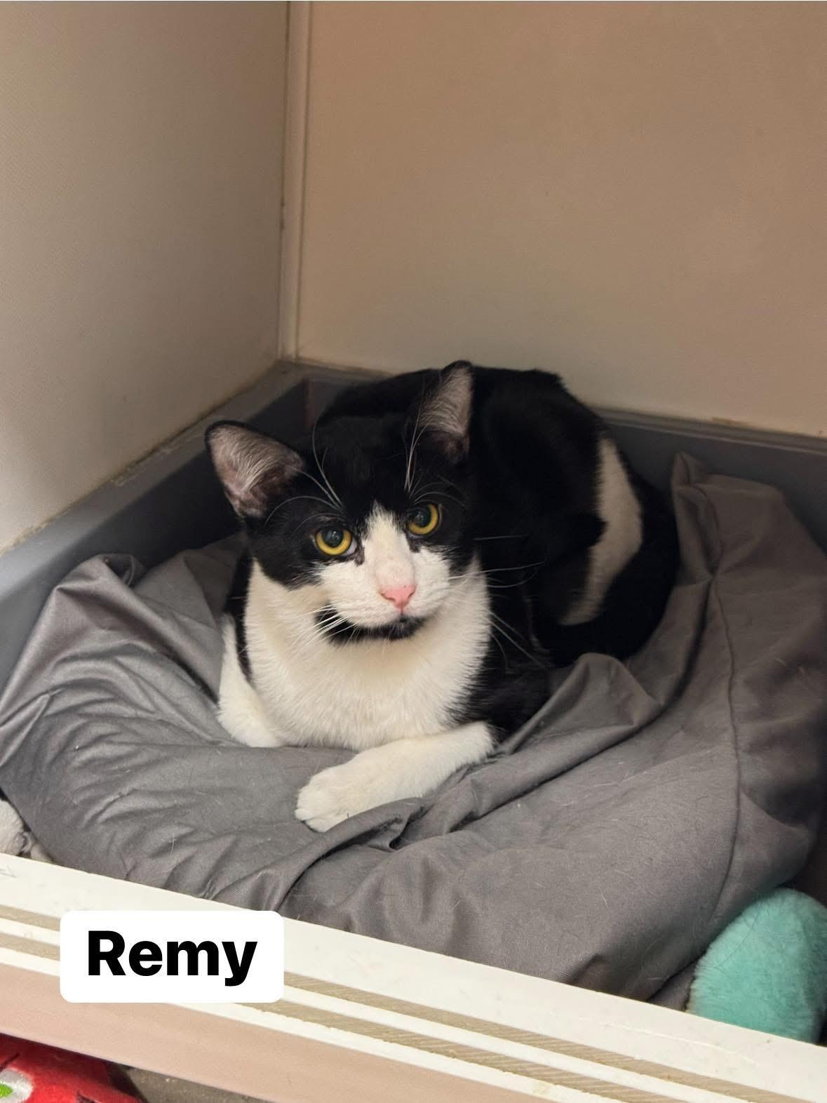 Remy, Adoptable, Young Male Domestic Short Hair.