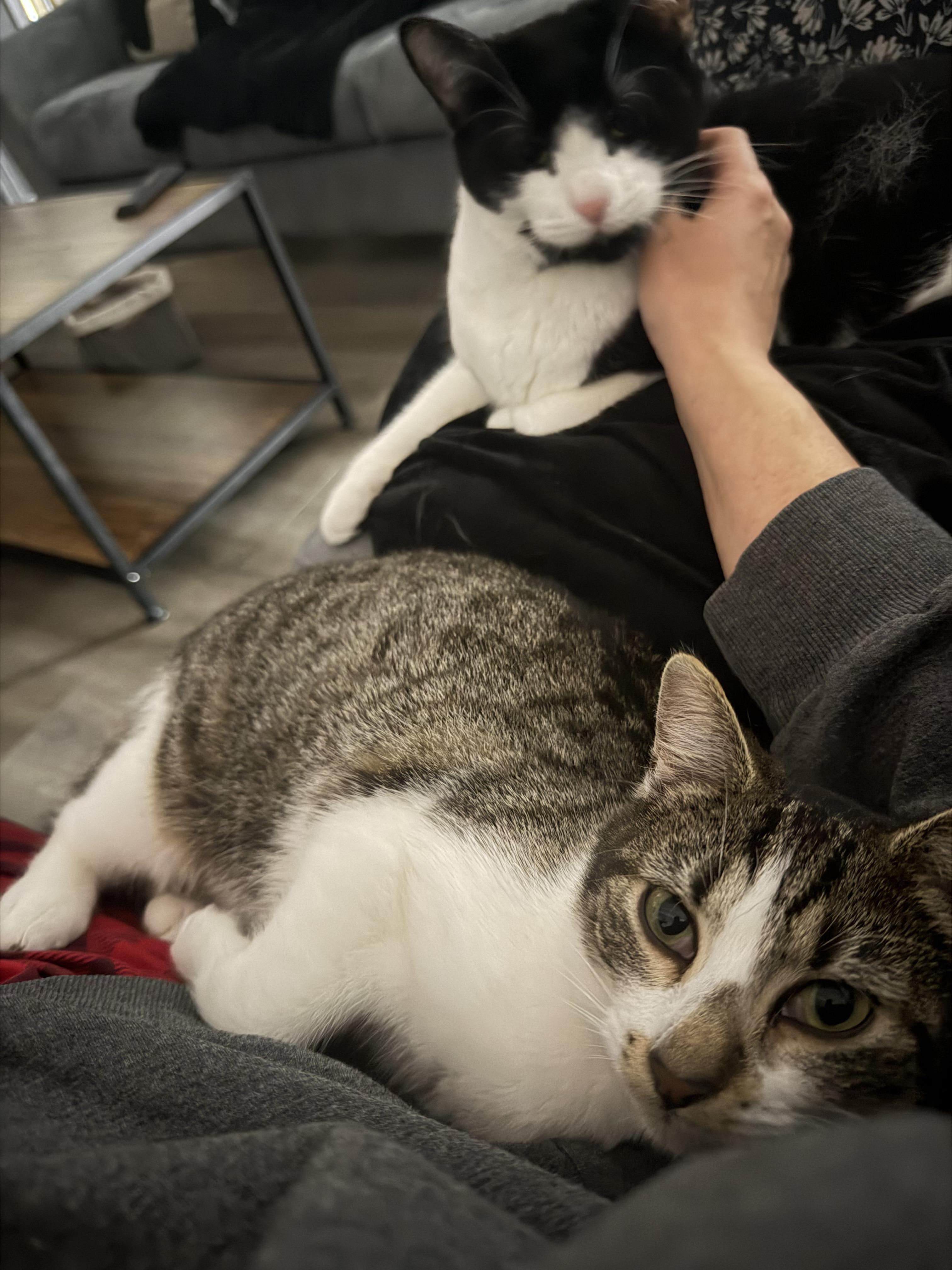 Remy, a Adoptable Domestic Short Hair in Staten Island, NY image 4/6