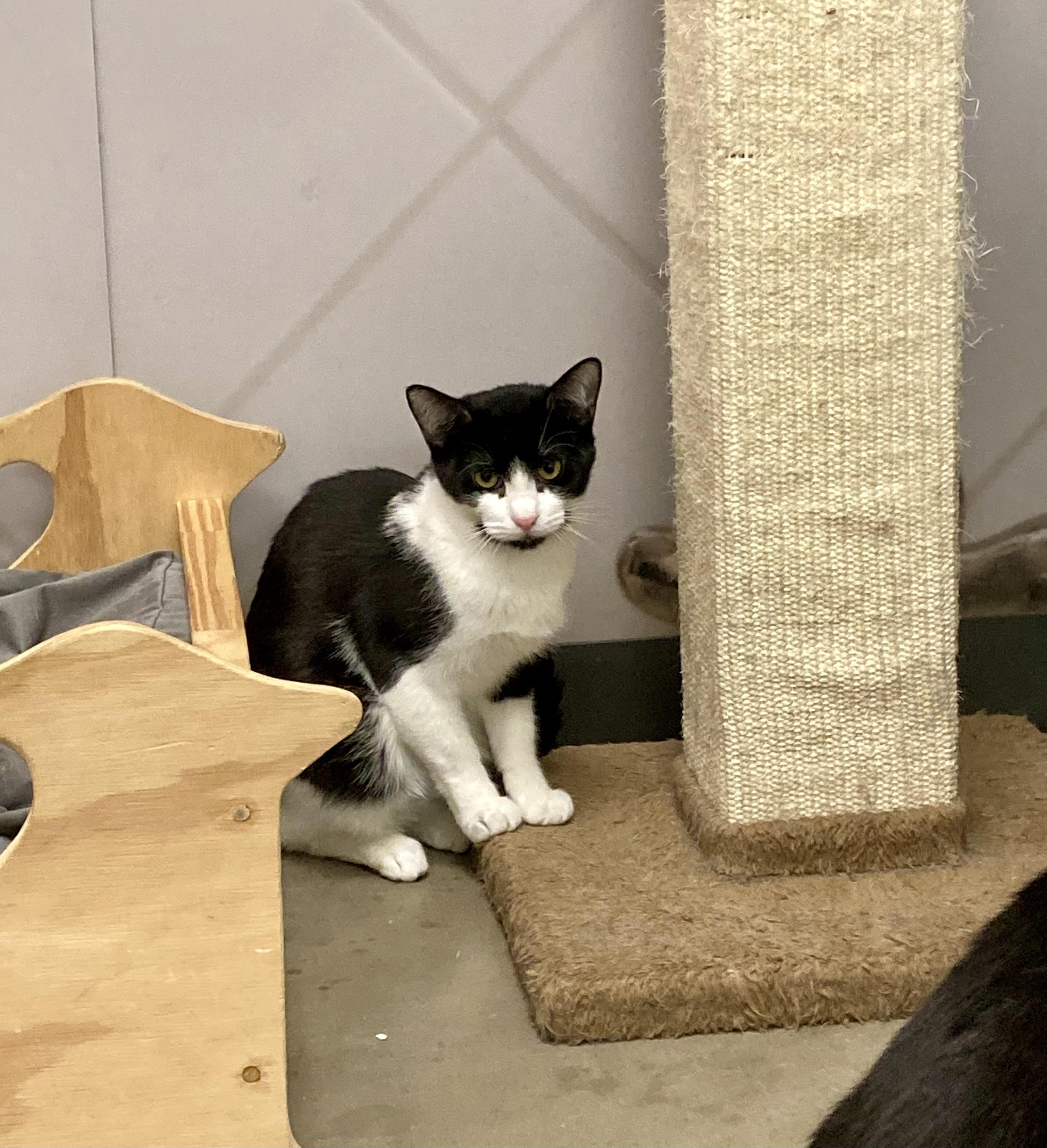 Remy, a Adoptable Domestic Short Hair in Staten Island, NY image 2/6