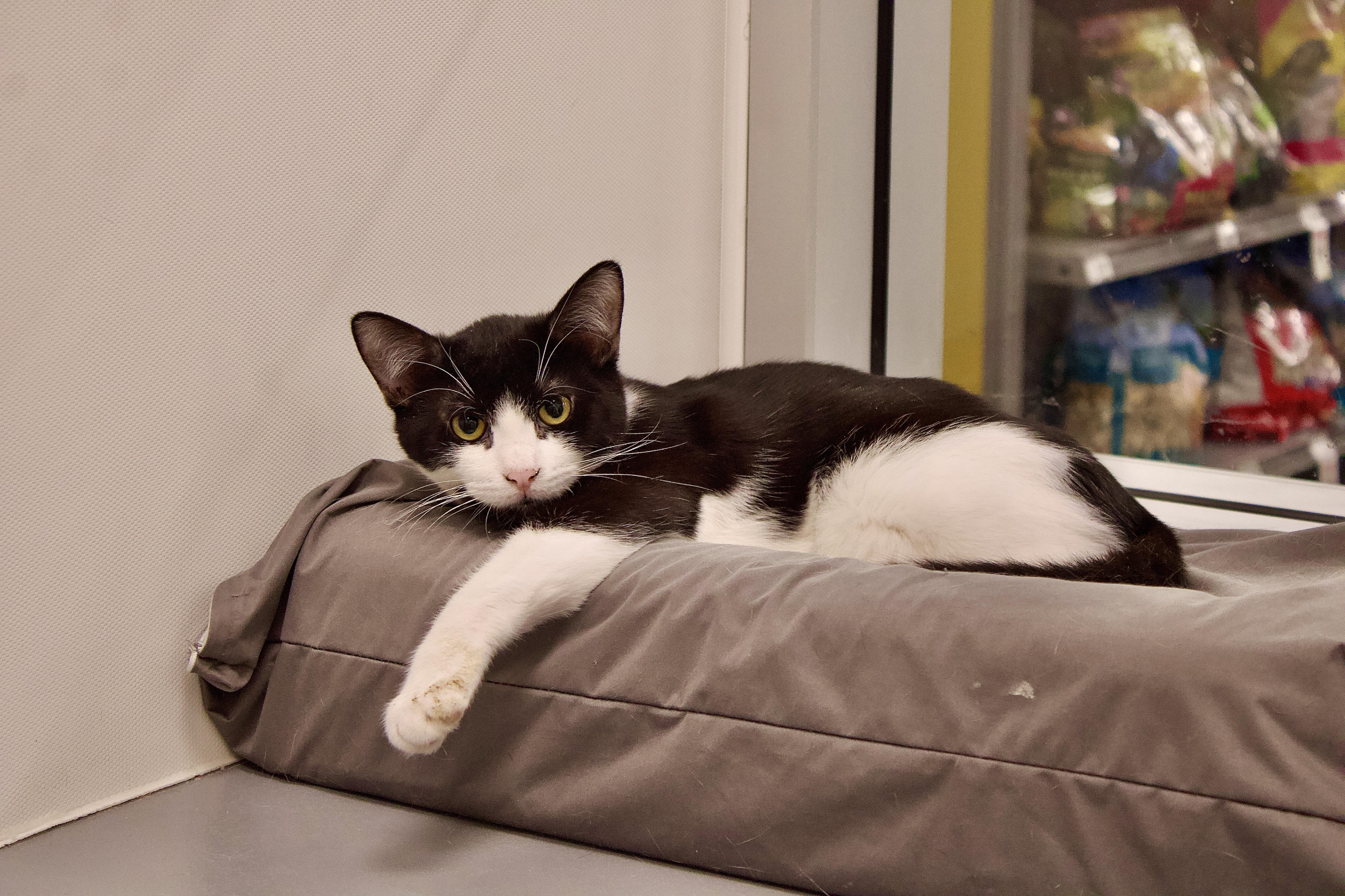 Remy, a Adoptable Domestic Short Hair in Staten Island, NY image 3/6