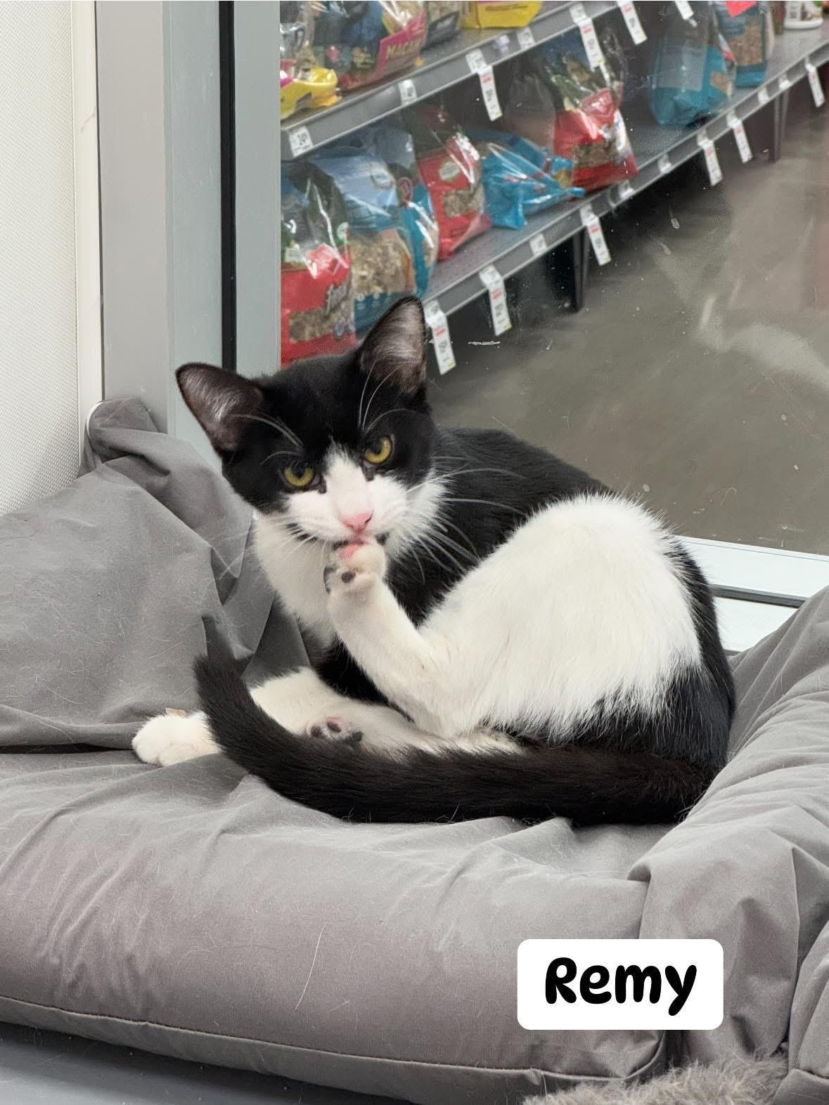 Remy, Adoptable, Young Male Domestic Short Hair.