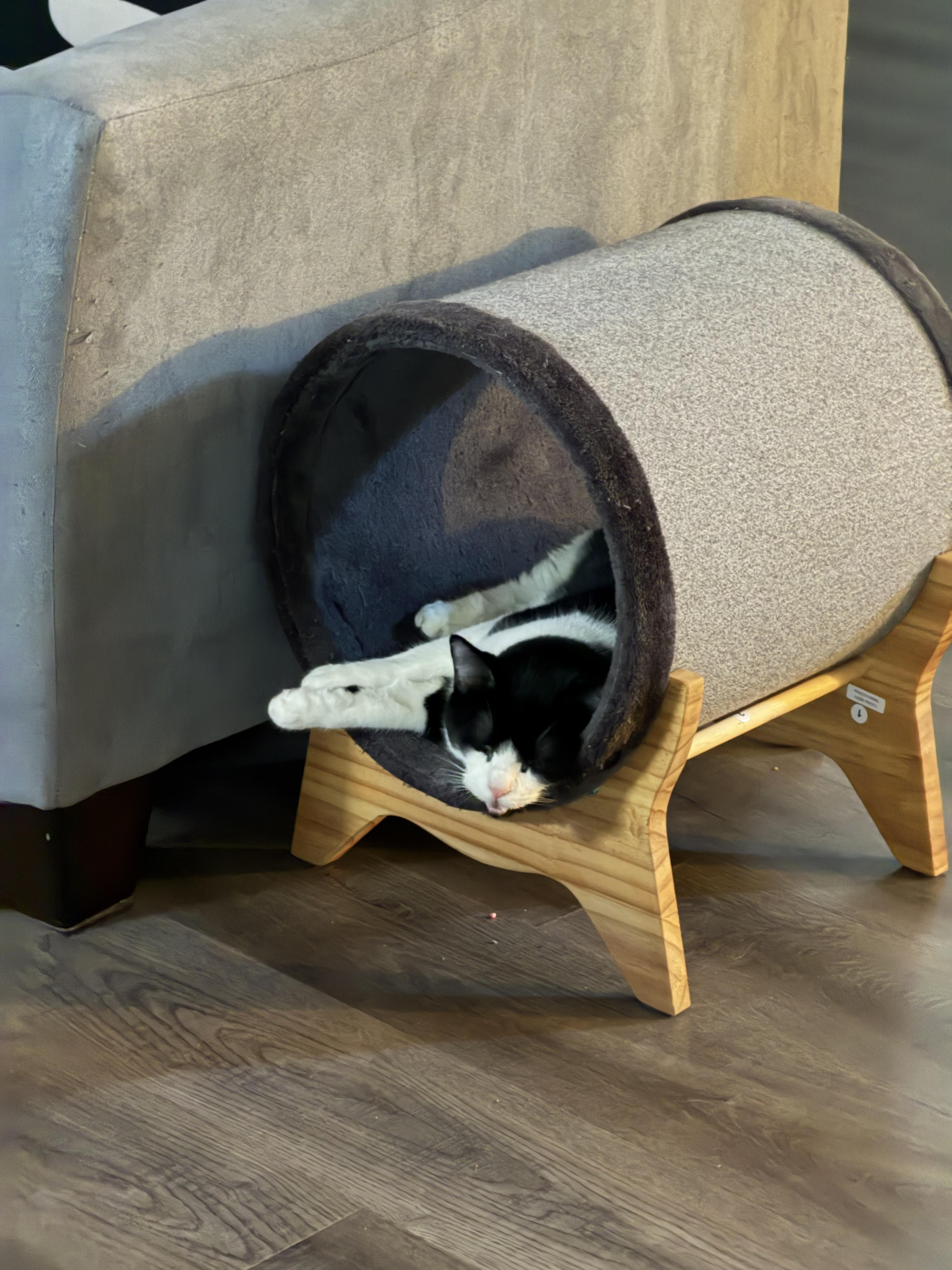 Enlarge Remy, a Adoptable Domestic Short Hair in Staten Island, NY image 6/6