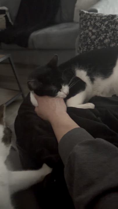 Enlarge Remy, a Adoptable Domestic Short Hair in Staten Island, NY video 5/6