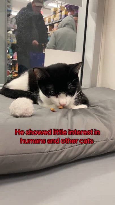 Enlarge Remy, a Adoptable Domestic Short Hair in Staten Island, NY video 6/6