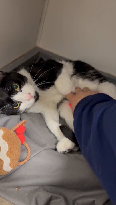 Enlarge Remy, a Adoptable Domestic Short Hair in Staten Island, NY video 5/6