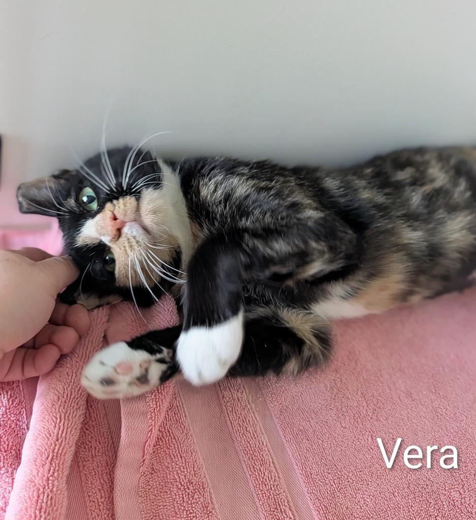 Vera, Adoptable, Adult Female Domestic Short Hair.