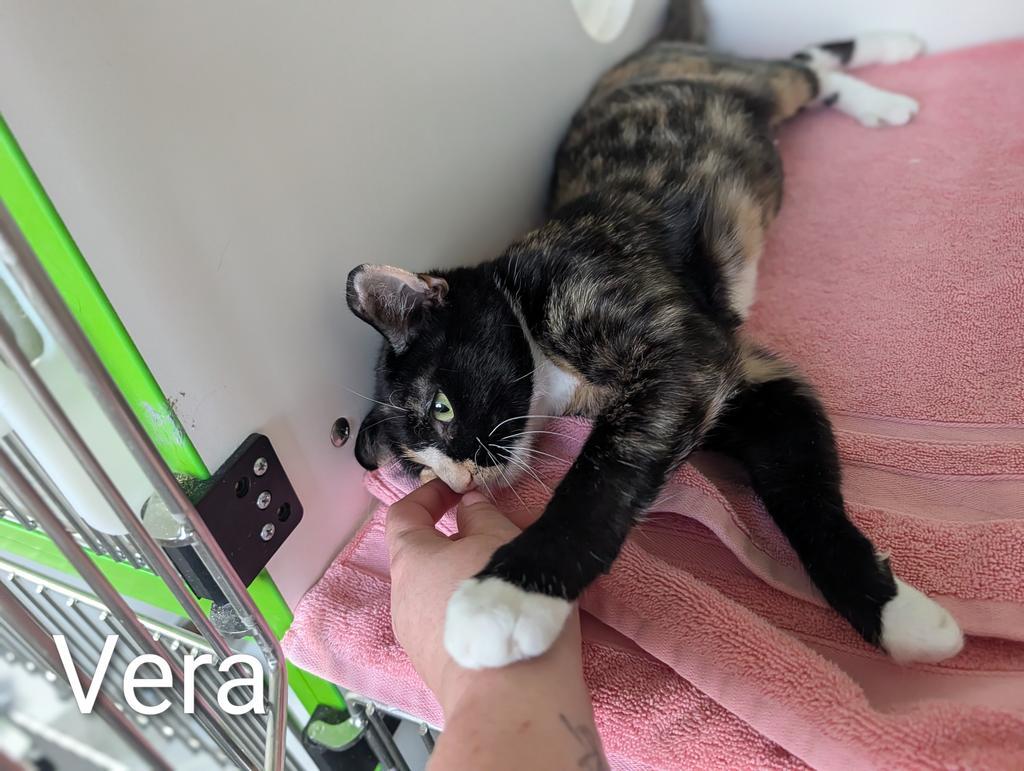 Enlarge Vera, a Adoptable mixed breed in Greenfield, IN image 2/6