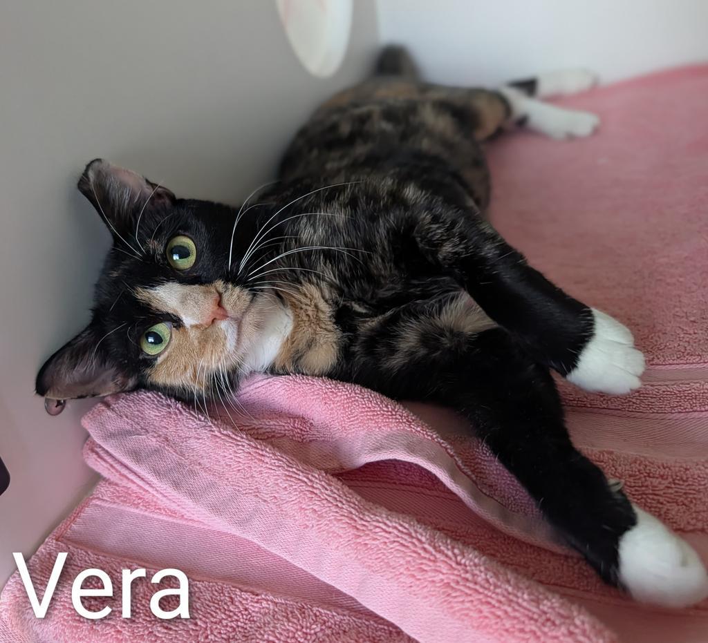 Enlarge Vera, a Adoptable mixed breed in Greenfield, IN image 3/6