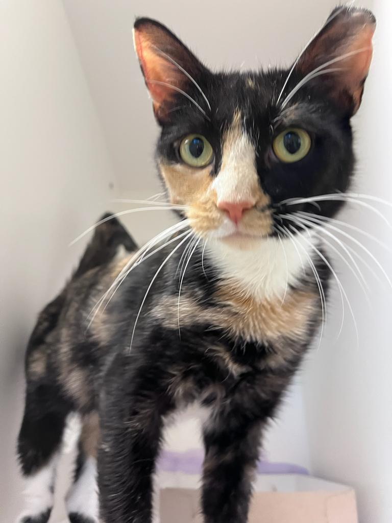 Enlarge Vera, a Adoptable mixed breed in Greenfield, IN image 4/6