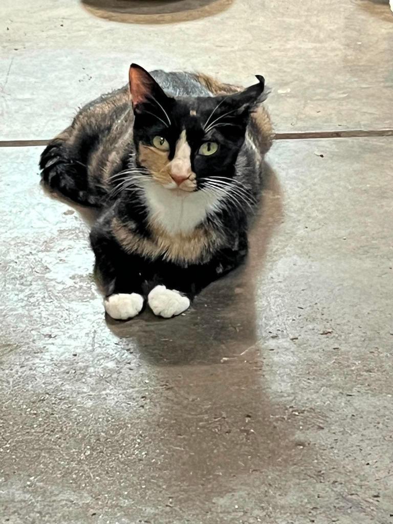 Enlarge Vera, a Adoptable mixed breed in Greenfield, IN image 6/6