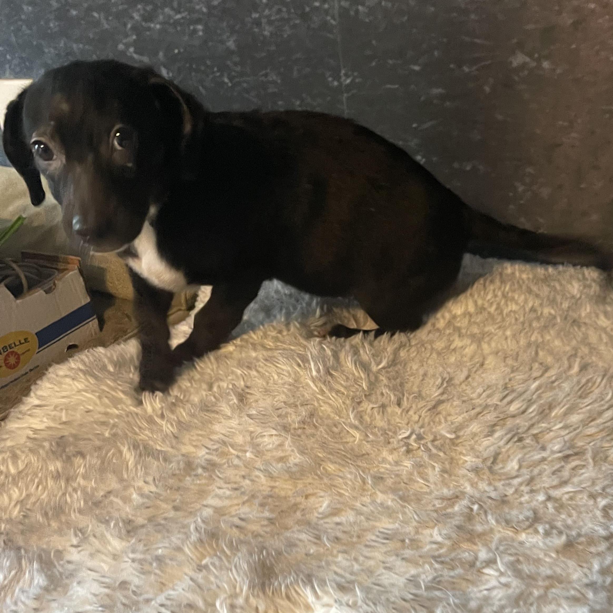 Enlarge Puck puck, a ADOPTABLE mixed breed in Eureka, MO image 1/2