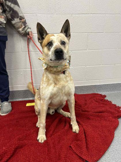 Enlarge Beowoof, a Adoptable mixed breed in Sevierville, TN image 1/3