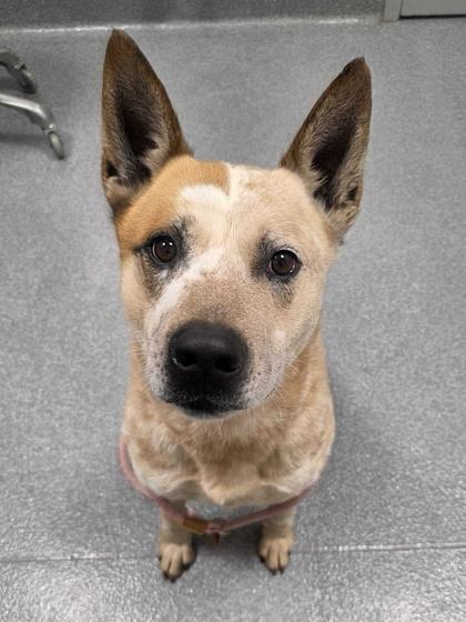 Enlarge Beowoof, a Adoptable mixed breed in Sevierville, TN image 3/3
