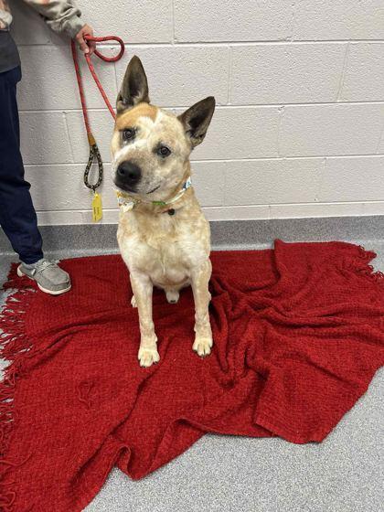 Enlarge Beowoof, a Adoptable mixed breed in Sevierville, TN image 3/3