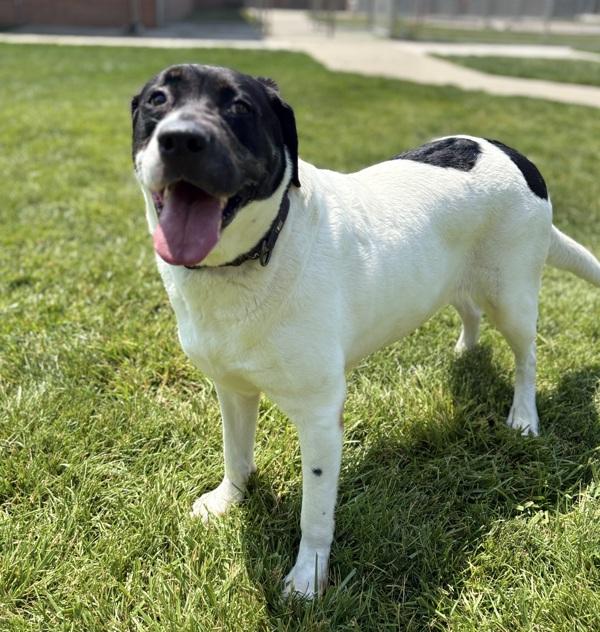 Roulette, Adoptable, Adult Female German Shepherd Dog & Labrador Retriever.