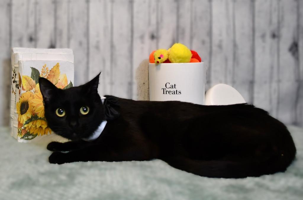 Solo, Adoptable, Young Male Domestic Short Hair.