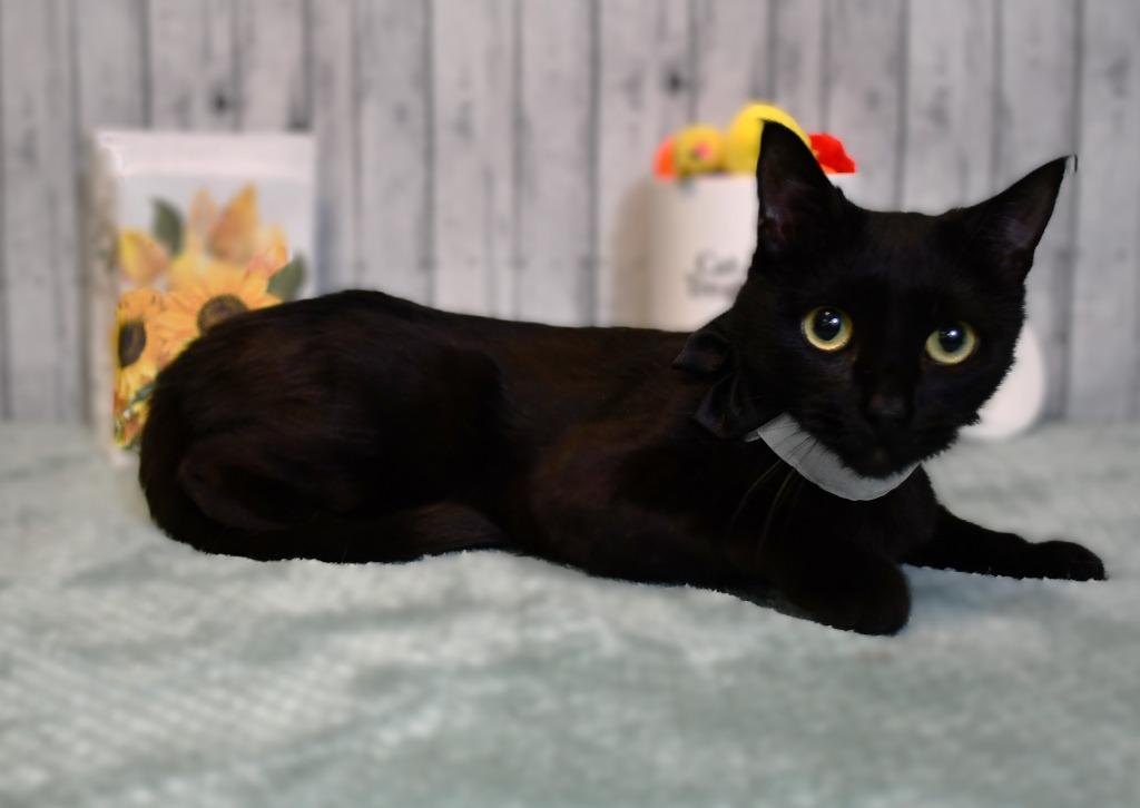 Enlarge Solo, a Adoptable mixed breed in Roanoke, TX image 2/3