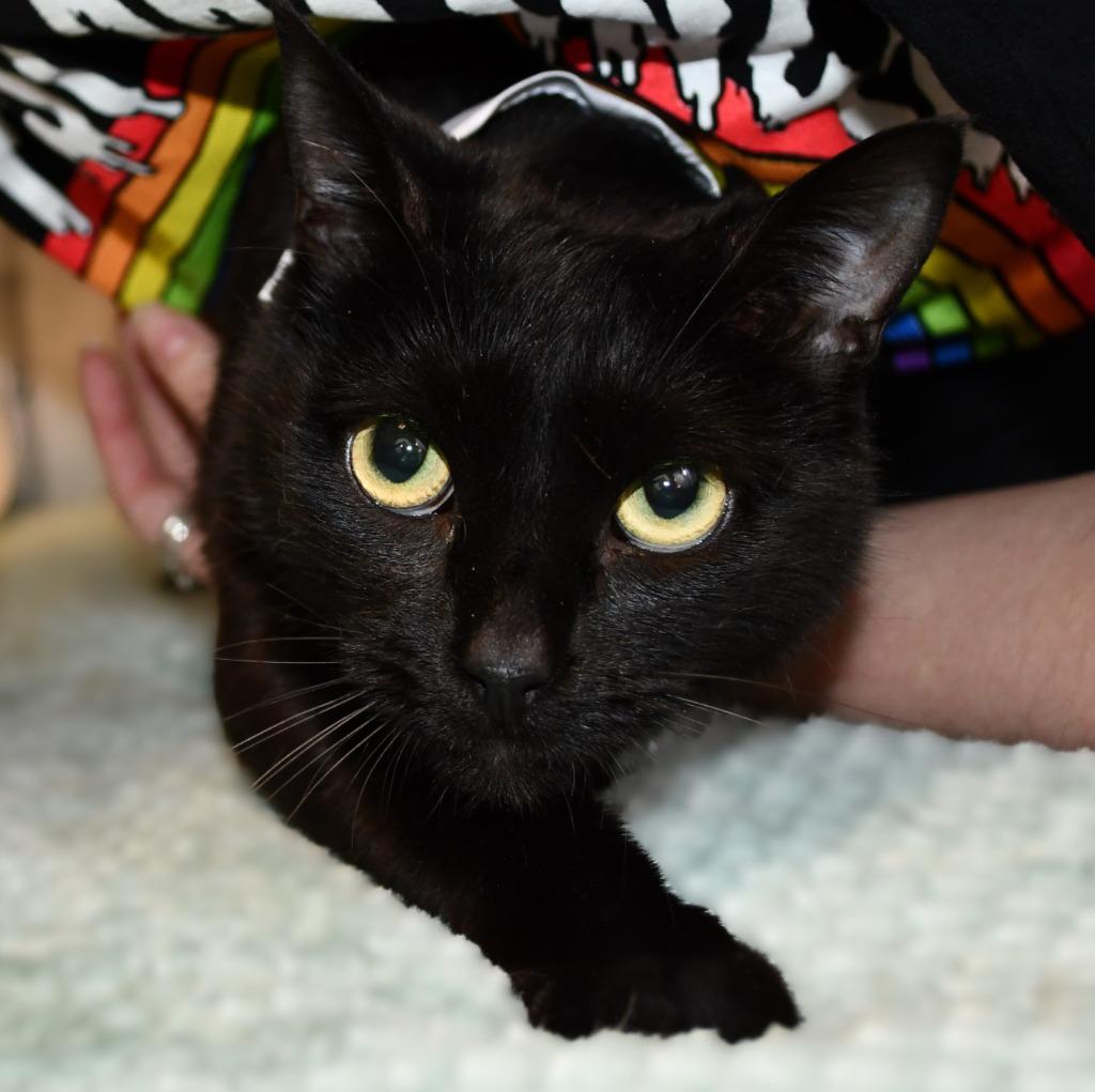 Enlarge Solo, a Adoptable mixed breed in Roanoke, TX image 3/3