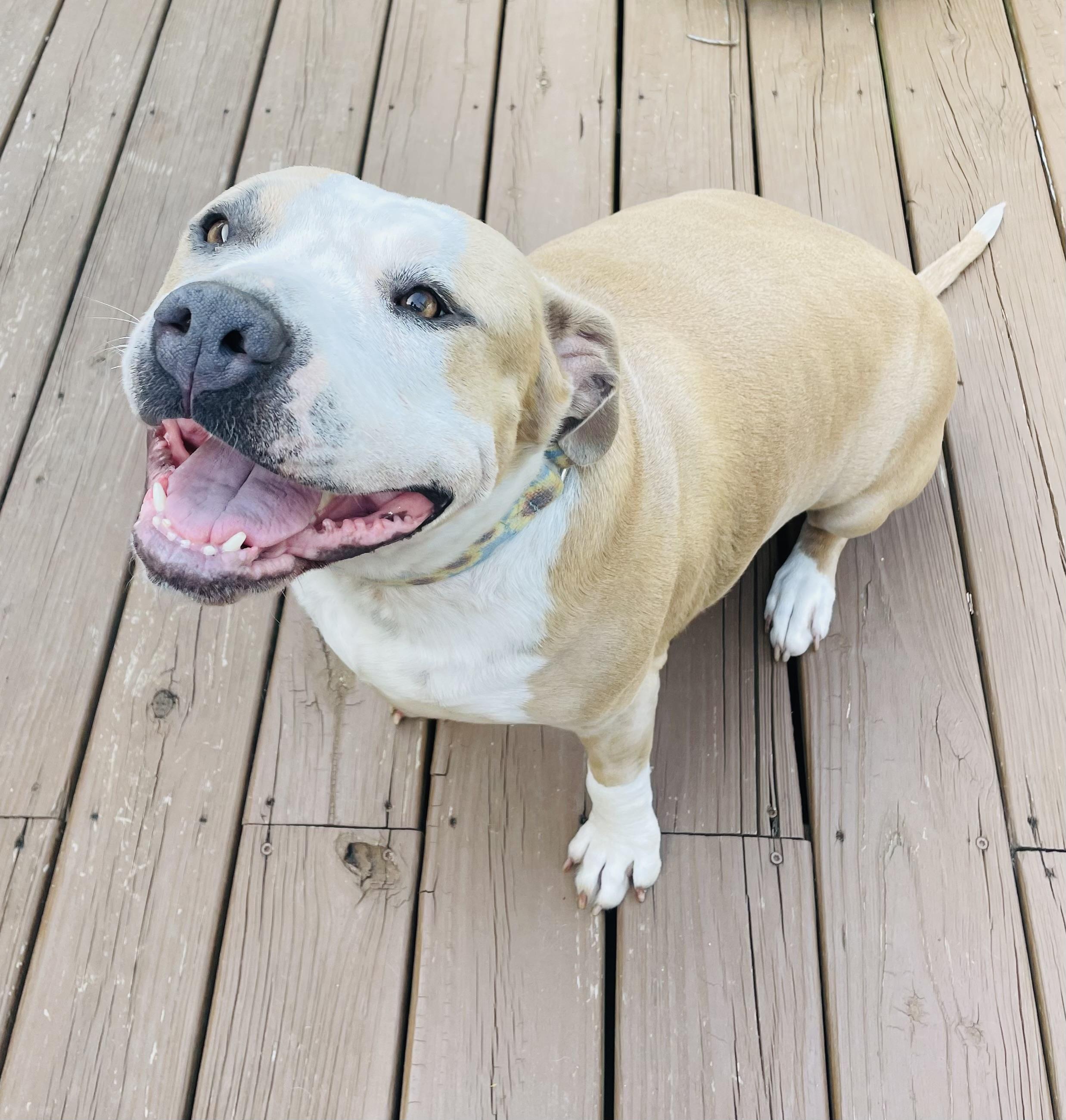 June, a ADOPTABLE American Staffordshire Terrier in Knoxville, TN image 2/6