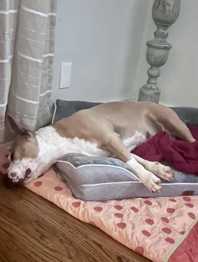 June, a ADOPTABLE American Staffordshire Terrier in Knoxville, TN image 4/6