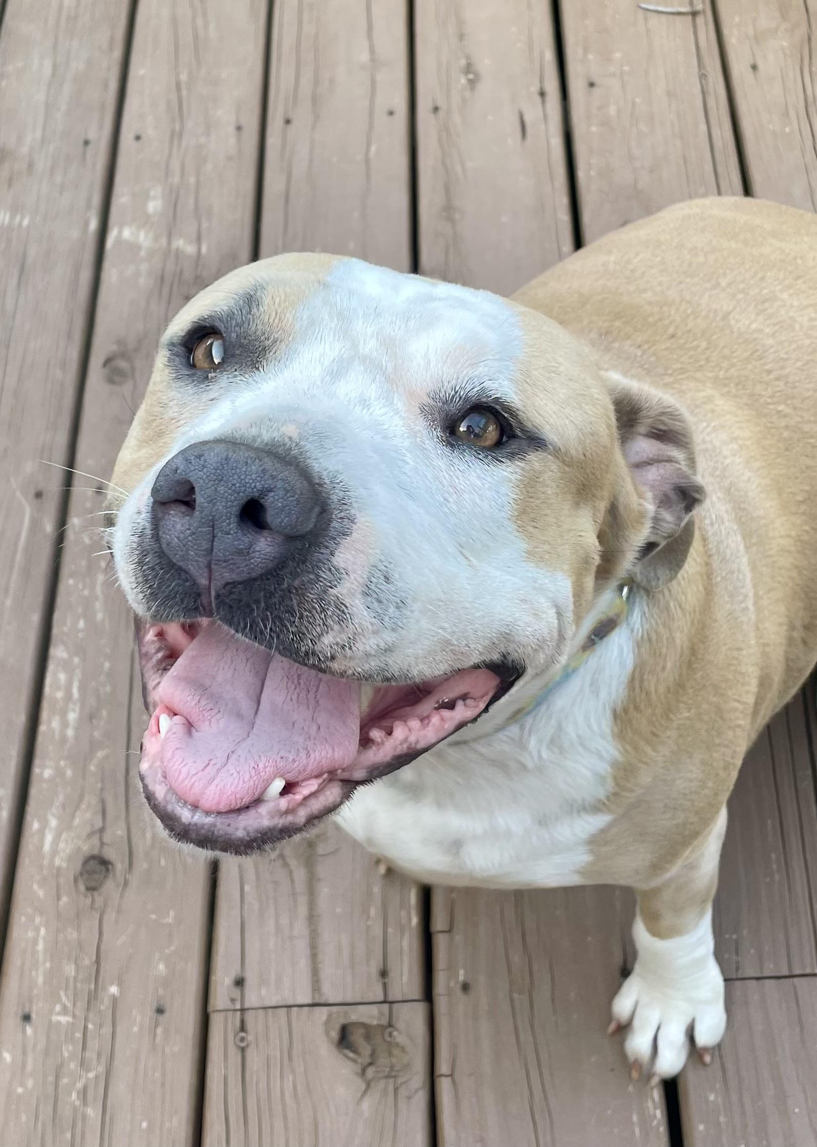 June, ADOPTABLE, Adult Female American Staffordshire Terrier.