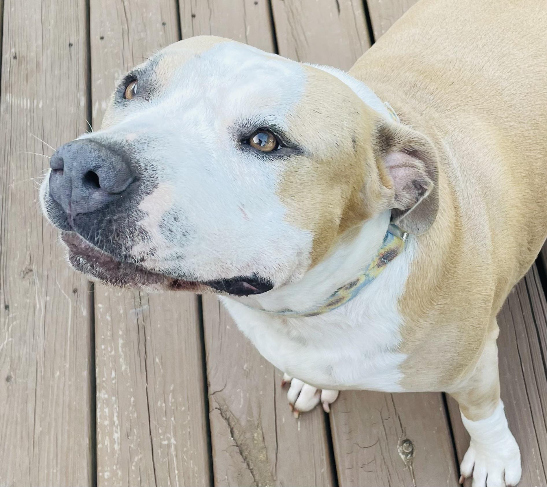 June, a ADOPTABLE American Staffordshire Terrier in Knoxville, TN image 3/6