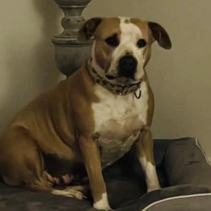 June, a ADOPTABLE American Staffordshire Terrier in Knoxville, TN image 6/6