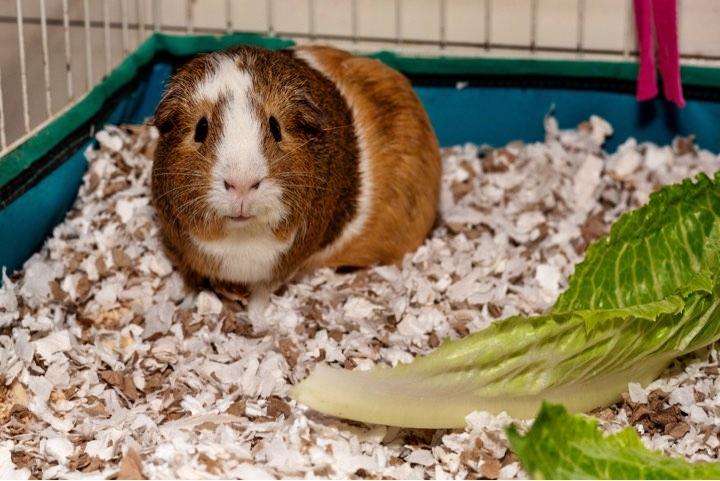 Gaspard et Leon, Adoptable, Adult Male Guinea Pig.