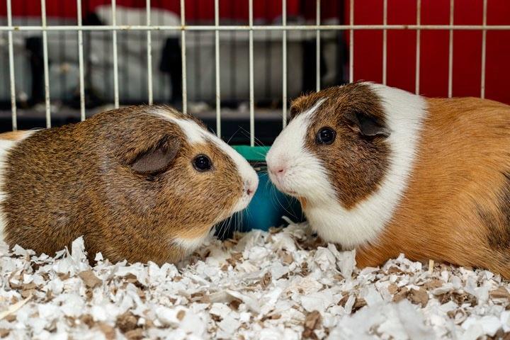 Enlarge Gaspard et Leon, a Adoptable Guinea Pig in Chertsey, QC image 2/3