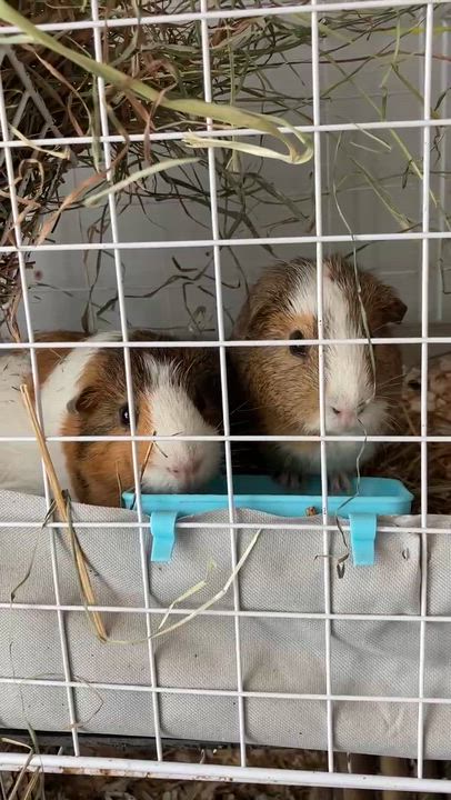 Enlarge Gaspard et Leon, a Adoptable Guinea Pig in Chertsey, QC video 3/3